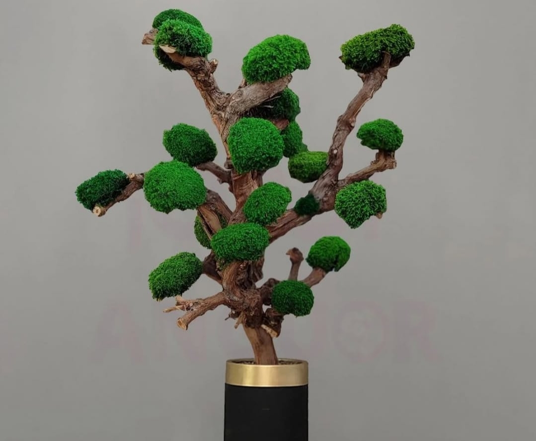 درخت جاودان ۱متری