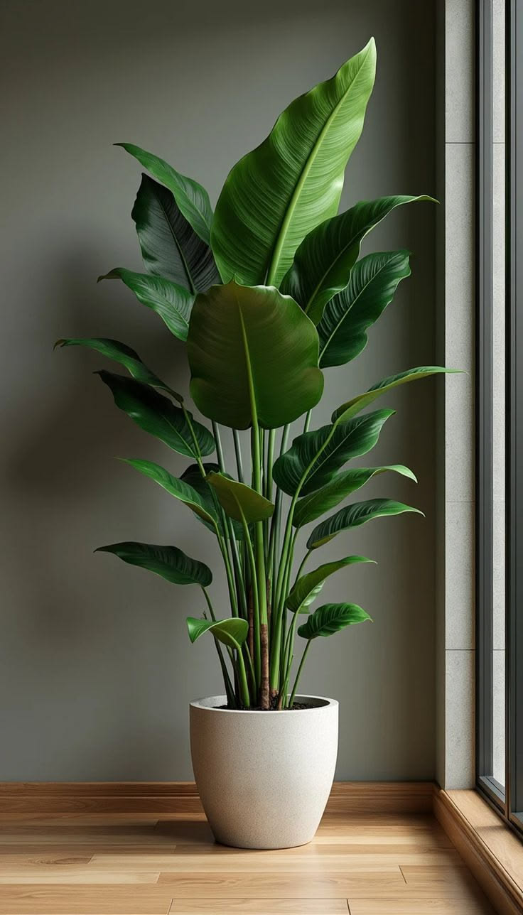 نخل نیکولای با گلدان سرامیکی