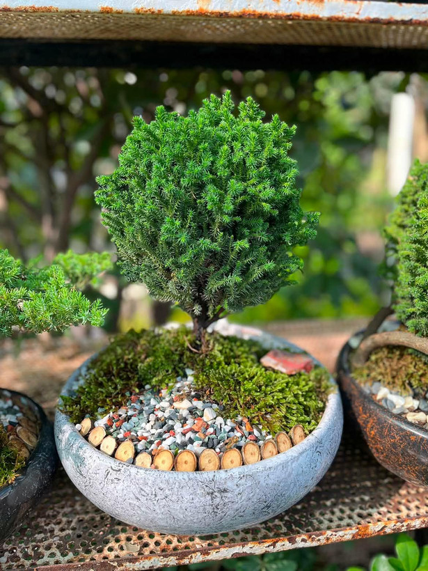 سرو ژاپنی