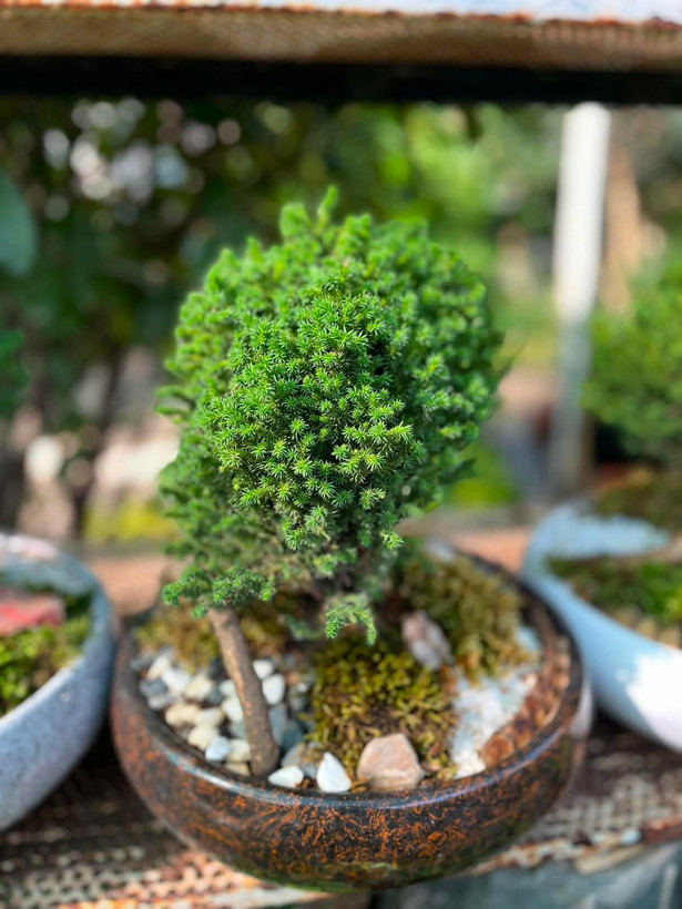 سرو ژاپنی