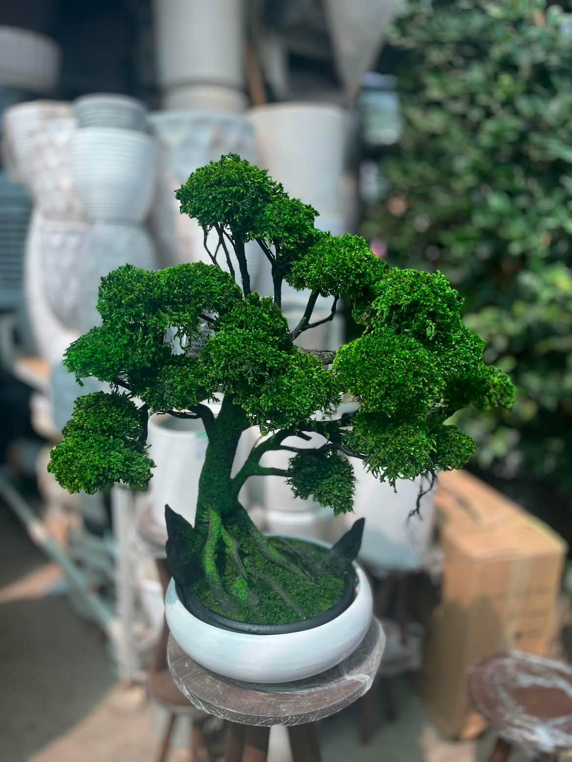 بنسای جاودان لاکچری با گلدان سرامیکی