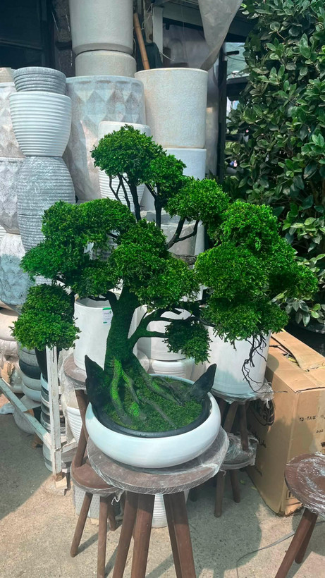 بنسای جاودان لاکچری با گلدان سرامیکی