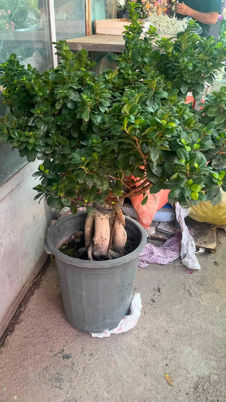 بنسای طبیعی خاص تنه دار با گلدان سرامیکی