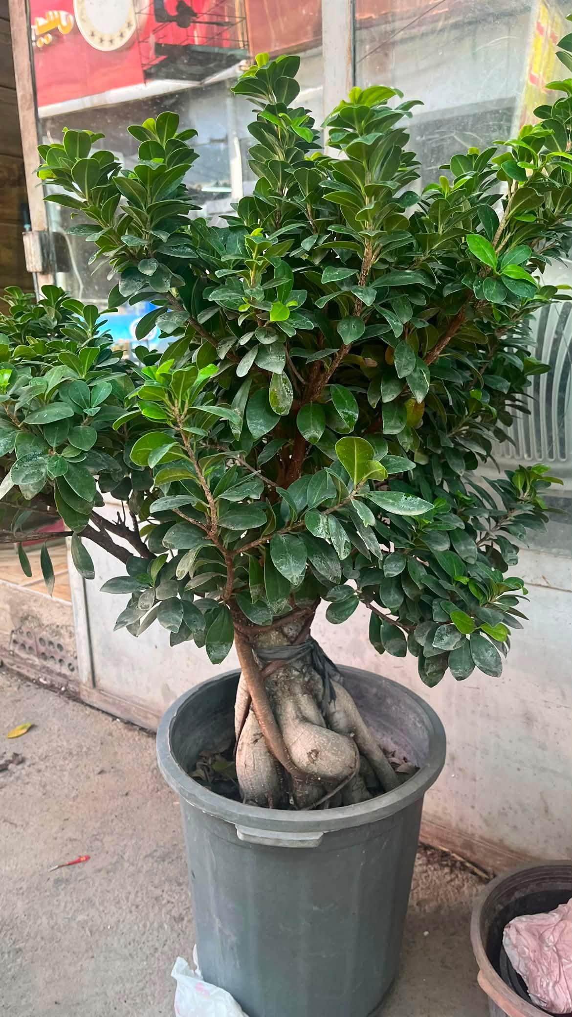 بنسای طبیعی خاص تنه دار با گلدان سرامیکی