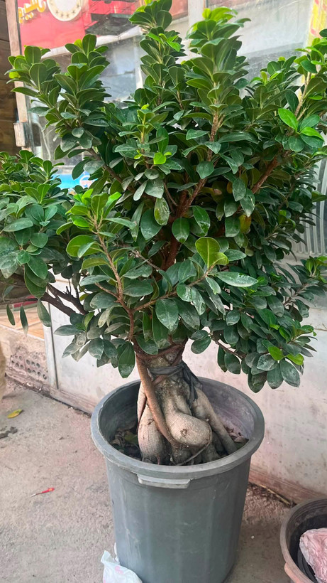 بنسای طبیعی خاص تنه دار با گلدان سرامیکی